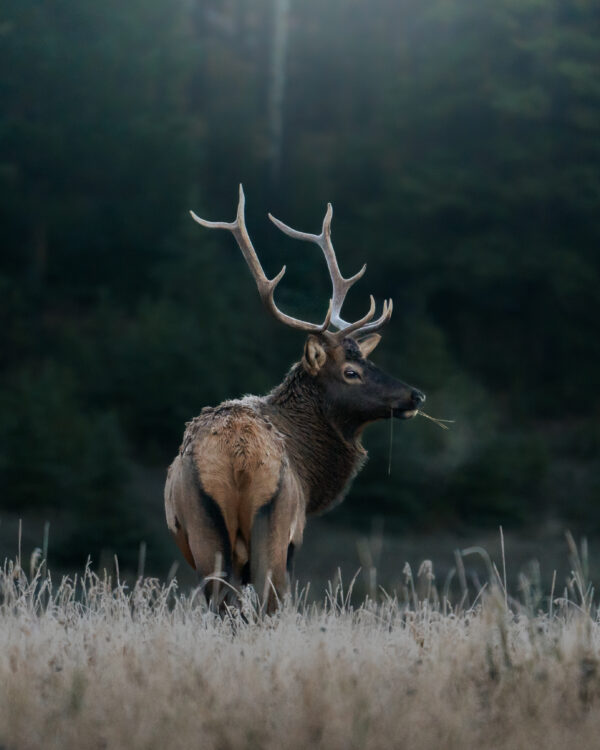 Caribou