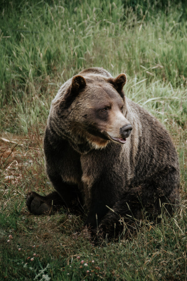 Grizzly bear