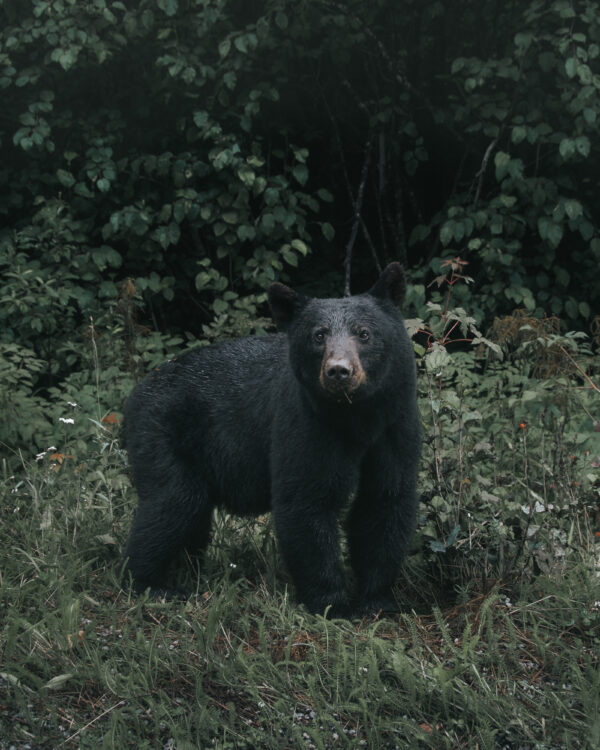 Black bear