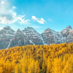 Beautiful golden larches at Moraine Lake