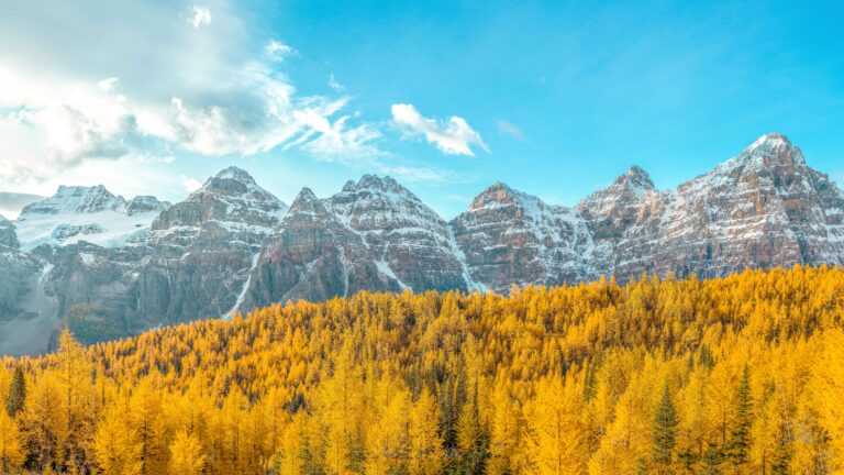 Beautiful golden larches at Moraine Lake