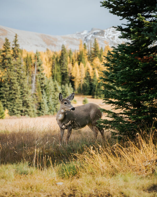 Deer in Banff