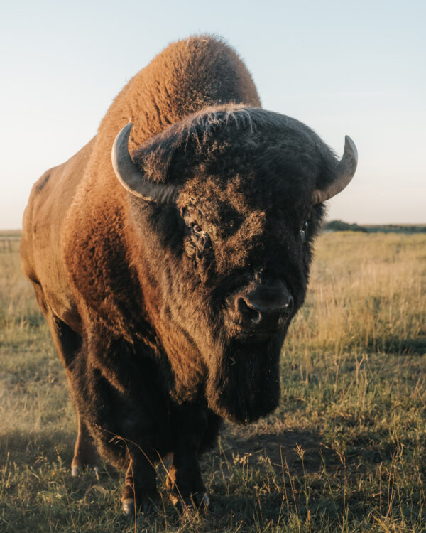 Bison