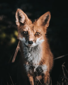 Fox