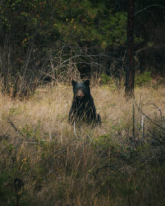 bear in grass